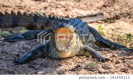 Mugger crocodile (Crocodylus palustris) basking with open jaws on a sandy riverbank in the wild 141450111
