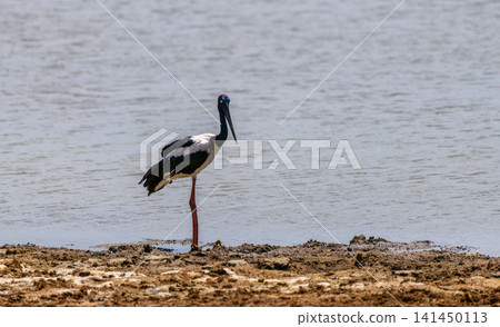 Black-necked stork standing in a muddy waters edge in bright midday. 141450113