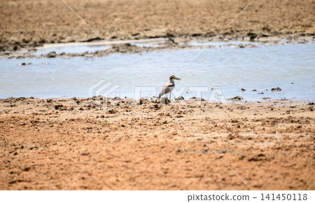 Yellow-wattled lapwing (Vanellus malabaricus) standing beside a waterhole in a dry wildlife habitat Yellow-wattled lapwing (Vanellus malabaricus) standing beside a waterhole in a dry wildlife habitat 141450118