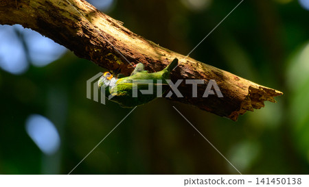 Coppersmith barbet clinging upside down beneath a tree branch while searching for food or inspecting a potential nesting cavity Coppersmith barbet clinging upside down beneath a tree branch while searching for food or inspecting a potential nesting cavity 141450138