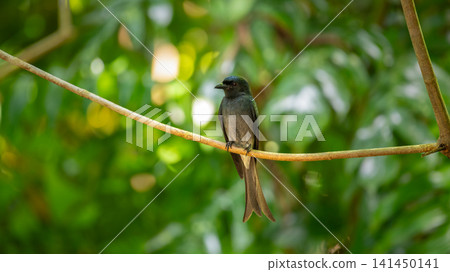 White-bellied drongo bird portrait photo, perched on a tree branch under the shady canopy against a soft green bokeh background White-bellied drongo bird portrait photo, perched on a tree branch under the shady canopy against a soft green bokeh background 141450141