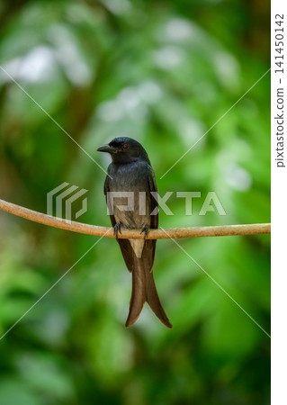 White-bellied drongo bird portrait photo, perched on a tree branch under the shady canopy against a soft green bokeh background White-bellied drongo bird portrait photo, perched on a tree branch under the shady canopy against a soft green bokeh background 141450142