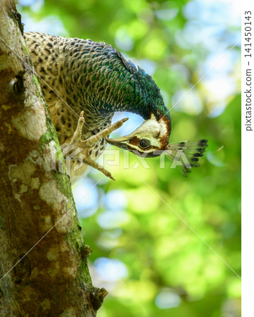 Indian peafowl perched on a tree trunk, grooming its claws, viewed from below. Indian peafowl perched on a tree trunk, grooming its claws, viewed from below. 141450143