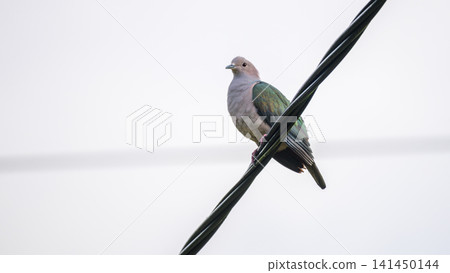 Green imperial pigeon perched on a wire against a sky background Green imperial pigeon perched on a wire against a sky background 141450144