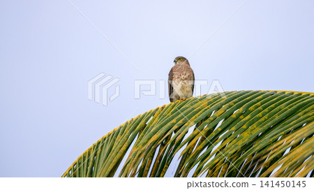 Shikra hawk perched on a palm leaf against a clear blue sky Shikra hawk perched on a palm leaf against a clear blue sky 141450145