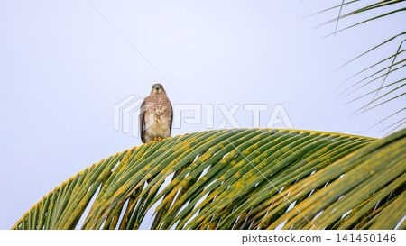 Shikra hawk perched on a palm leaf against a clear blue sky Shikra hawk perched on a palm leaf against a clear blue sky 141450146