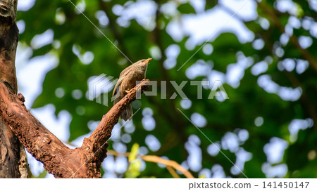 Yellow-billed Babbler perched on a weathered tree branch Yellow-billed Babbler perched on a weathered tree branch 141450147