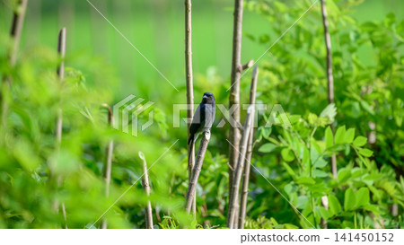 White-bellied drongo bird perched on a slender stick surrounded by lush green foliage White-bellied drongo bird perched on a slender stick surrounded by lush green foliage 141450152