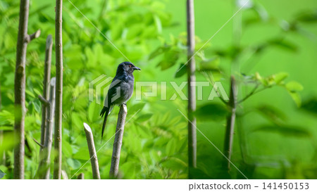 White-bellied drongo bird perched on a slender stick surrounded by lush green foliage White-bellied drongo bird perched on a slender stick surrounded by lush green foliage 141450153
