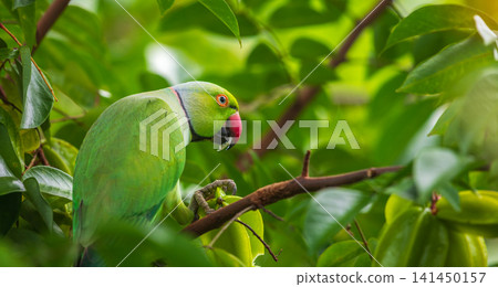 Rose-ringed parakeet feeding on star fruit among lush green foliage in a home garden 141450157