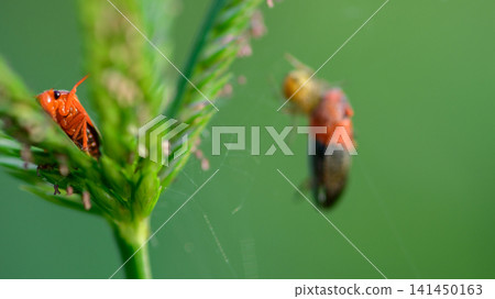 Macro close-up of a red froghopper on a grass seed head, trapped froghopper in a spider web blurred in background. Macro close-up of a red froghopper on a grass seed head, trapped froghopper in a spider web blurred in background. 141450163