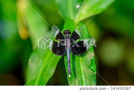 Macro close-up of a dragonfly, Pied Paddy Skimmer, with striking banded wings perched on a grass leaf Macro close-up of a dragonfly, Pied Paddy Skimmer, with striking banded wings perched on a grass leaf 141450167