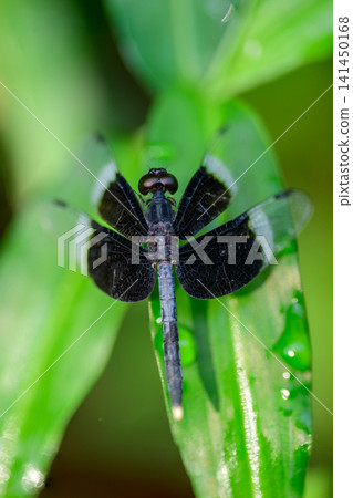Macro close-up of a dragonfly, Pied Paddy Skimmer, with striking banded wings perched on a grass leaf Macro close-up of a dragonfly, Pied Paddy Skimmer, with striking banded wings perched on a grass leaf 141450168