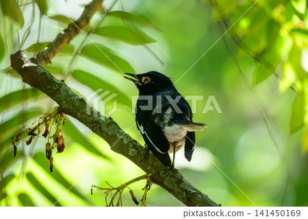 Sick bird suffering from a medical condition, perched on a tree branch with a visible eye infection Sick bird suffering from a medical condition, perched on a tree branch with a visible eye infection 141450169