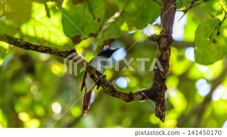 Asian paradise flycatcher perched on a tree branch under the protective canopy 141450170