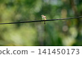 Bird perched on a wire against soft natural background 141450173