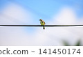 Plain prinia bird perched on a wire against a clear blue sky 141450174