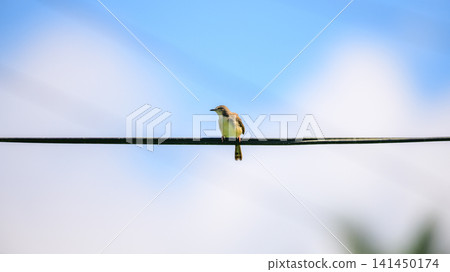 Plain prinia bird perched on a wire against a clear blue sky Plain prinia bird perched on a wire against a clear blue sky 141450174