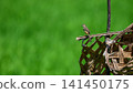 Plain prinia bird perched against a natural green background. 141450175
