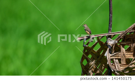 Plain prinia bird perched against a natural green background. Plain prinia bird perched against a natural green background. 141450175