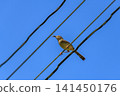 Plain prinia bird perched on a wire holding an insect against a clear blue sky 141450176
