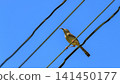 Plain prinia bird perched on a wire holding an insect against a clear blue sky 141450177