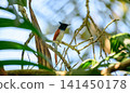 Asian paradise flycatcher perched on a weathered tree branch 141450178