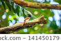 Asian paradise flycatcher perched on a weathered tree branch against lush green background 141450179