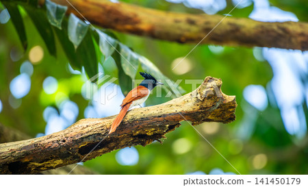 Asian paradise flycatcher perched on a weathered tree branch against lush green background Asian paradise flycatcher perched on a weathered tree branch against lush green background 141450179