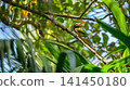 Brown-headed barbet perched on a tree branch 141450180