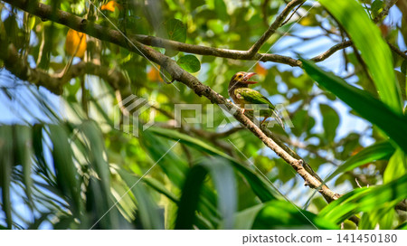 Brown-headed barbet perched on a tree branch Brown-headed barbet perched on a tree branch 141450180