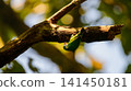 Coppersmith barbet clinging upside down beneath a tree branch while searching for food or inspecting a potential nesting cavity 141450181