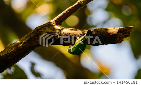 Coppersmith barbet clinging upside down beneath a tree branch while searching for food or inspecting a potential nesting cavity Coppersmith barbet clinging upside down beneath a tree branch while searching for food or inspecting a potential nesting cavity 141450181