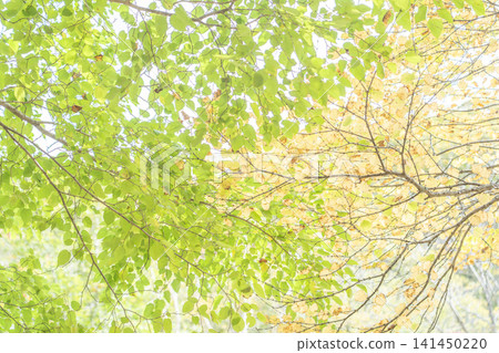 The gradation of colors in the trees, from green to yellow. The gradation of colors in the trees, from green to yellow. 141450220