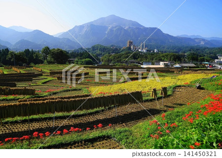 十月，橫瀨町，寺坂梯田，水稻種植，彼岸花盛開，背景是武甲山。 45 寺坂梯田、彼岸花和武甲山 141450321