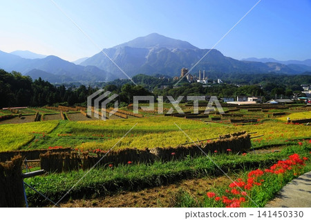 十月,橫瀨町,寺坂梯田,水稻種植,彼岸花盛開,背景是武甲山。 57 寺坂梯田、彼岸花和武甲山 十月,橫瀨町,寺坂梯田,水稻種植,彼岸花盛開,背景是武甲山。 57 寺坂梯田、彼岸花和武甲山 141450330