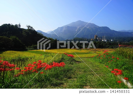 十月，橫瀨町，寺坂梯田，水稻種植，彼岸花盛開，背景是武甲山。 58 寺坂梯田，彼岸花和武甲山 141450331