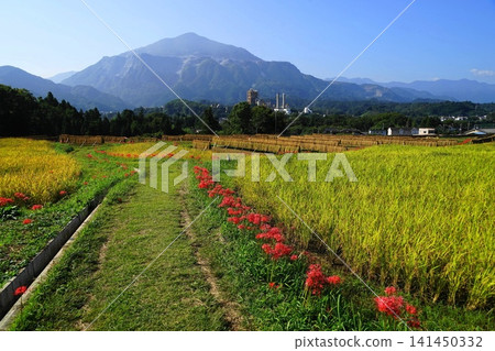 十月,橫瀨町,寺坂梯田,水稻種植,彼岸花盛開,背景是武甲山。 59 寺坂梯田、彼岸花和武甲山 十月,橫瀨町,寺坂梯田,水稻種植,彼岸花盛開,背景是武甲山。 59 寺坂梯田、彼岸花和武甲山 141450332