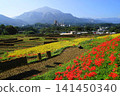 Rice cultivation and spider lilies at Terasaka Rice Terraces with Mount Bukō in the background, October, Yokose Town 67 Terasaka Rice Terraces, spider lilies and Mount Bukō 141450340