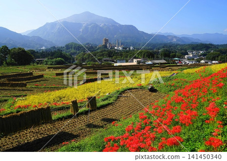 Rice cultivation and spider lilies at Terasaka Rice Terraces with Mount Bukō in the background, October, Yokose Town 67 Terasaka Rice Terraces, spider lilies and Mount Bukō Rice cultivation and spider lilies at Terasaka Rice Terraces with Mount Bukō in the background, October, Yokose Town 67 Terasaka Rice Terraces, spider lilies and Mount Bukō 141450340
