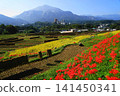 Rice cultivation and spider lilies at Terasaka Rice Terraces with Mount Bukō in the background, October, Yokose Town 68 Terasaka Rice Terraces, spider lilies and Mount Bukō 141450341