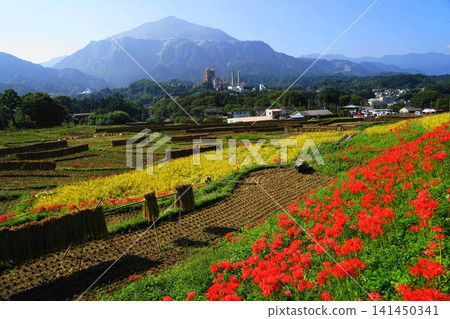 十月,橫瀨町,寺坂梯田,水稻種植,彼岸花盛開,背景是武甲山。 68 寺坂梯田,彼岸花和武甲山 十月,橫瀨町,寺坂梯田,水稻種植,彼岸花盛開,背景是武甲山。 68 寺坂梯田,彼岸花和武甲山 141450341