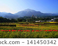 Rice cultivation and spider lilies at Terasaka Rice Terraces with Mount Bukō in the background, October, Yokose Town 69 Terasaka Rice Terraces, spider lilies and Mount Bukō 141450342