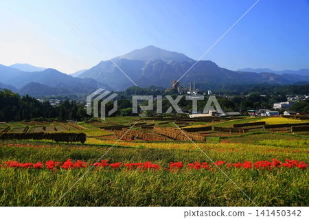 十月,橫瀨町,寺坂梯田,水稻種植,彼岸花盛開,背景是武甲山。 69 寺坂梯田、彼岸花和武甲山 十月,橫瀨町,寺坂梯田,水稻種植,彼岸花盛開,背景是武甲山。 69 寺坂梯田、彼岸花和武甲山 141450342