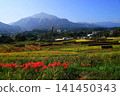 Rice cultivation and spider lilies at Terasaka Rice Terraces with Mount Bukō in the background, October, Yokose Town 70 Terasaka Rice Terraces, spider lilies and Mount Bukō 141450343