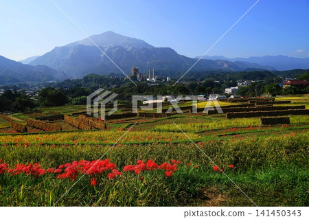 Rice cultivation and spider lilies at Terasaka Rice Terraces with Mount Bukō in the background, October, Yokose Town 70 Terasaka Rice Terraces, spider lilies and Mount Bukō 141450343