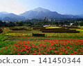 Rice cultivation and spider lilies at Terasaka Rice Terraces with Mount Bukō in the background, October, Yokose Town 71 Terasaka Rice Terraces, spider lilies and Mount Bukō 141450344