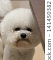 一隻比熊犬從桌子底下探出頭來 141450382