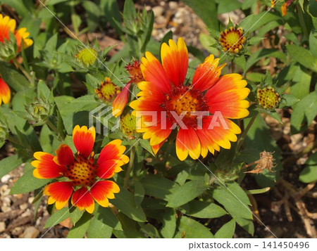 Ecological photographs of Gaillardia flowers Ecological photographs of Gaillardia flowers 141450496