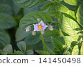 馬鈴薯花（埼玉縣深谷市） 141450498
